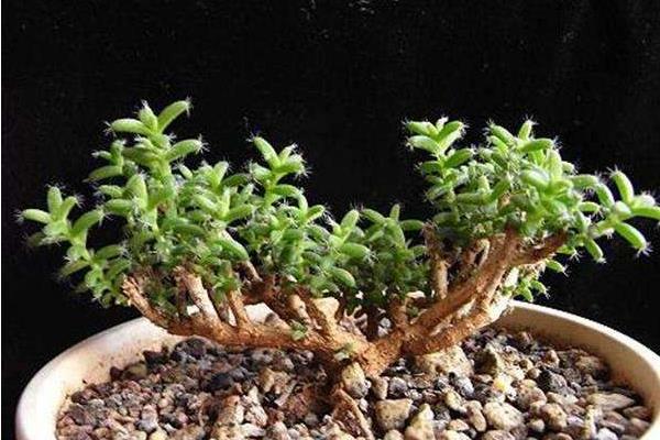 姬紅小松開花嗎(什么時候開花) 姬紅小松的繁殖方法