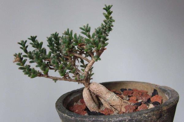 姬紅小松開花嗎(什么時候開花) 姬紅小松的繁殖方法