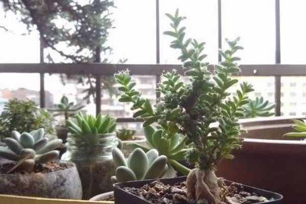 姬紅小松開花嗎(什么時候開花) 姬紅小松的繁殖方法