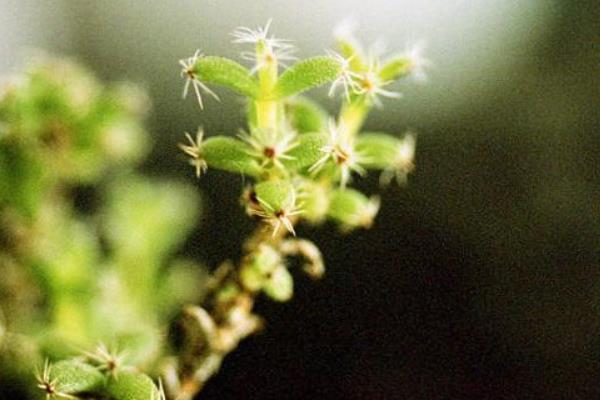 姬紅小松開花嗎(什么時候開花) 姬紅小松的繁殖方法