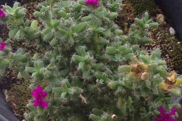 姬紅小松開花嗎(什么時候開花) 姬紅小松的繁殖方法