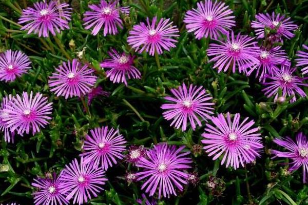 松葉菊的功效與作用及禁忌  松葉菊的品種