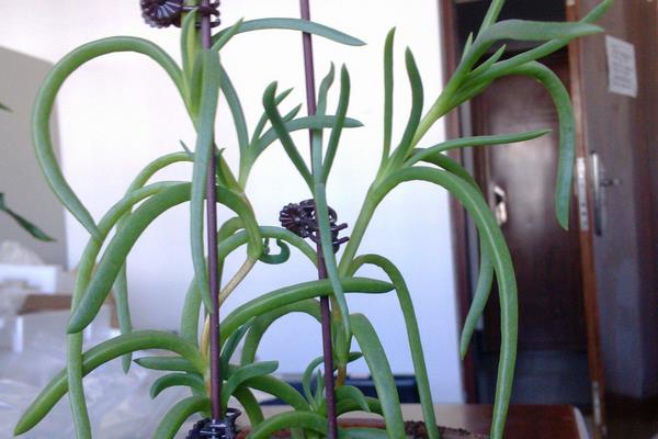 松葉菊不開花怎么辦 松葉菊繁殖方法（扦插）