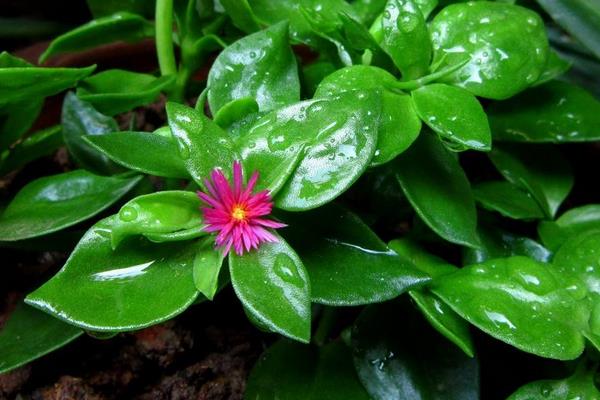 牡丹吊蘭功效與作用及禁忌  牡丹吊蘭的養殖方法