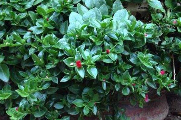 牡丹吊蘭功效與作用及禁忌 牡丹吊蘭的養殖方法