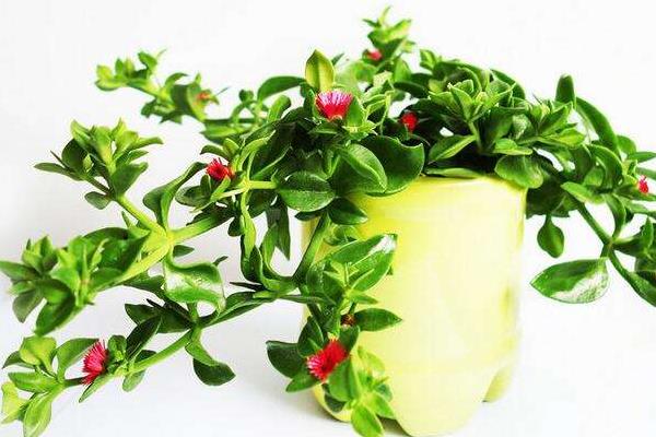 牡丹吊蘭功效與作用及禁忌 牡丹吊蘭的養殖方法