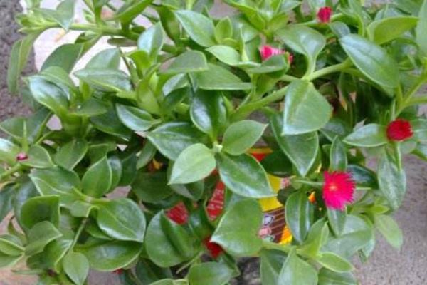 牡丹吊蘭功效與作用及禁忌 牡丹吊蘭的養殖方法