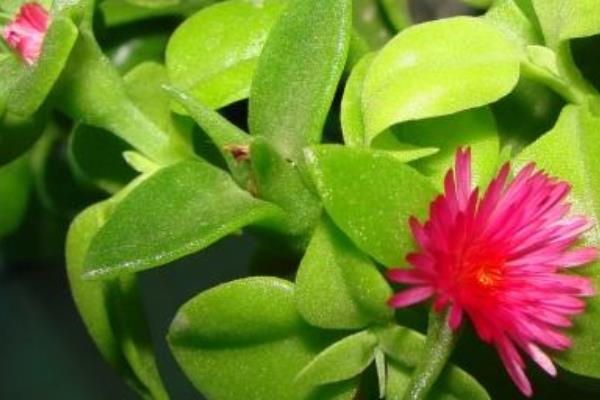 牡丹吊蘭功效與作用及禁忌 牡丹吊蘭的養殖方法