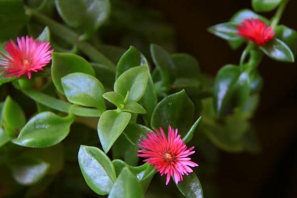 牡丹吊蘭功效與作用及禁忌 牡丹吊蘭的養殖方法