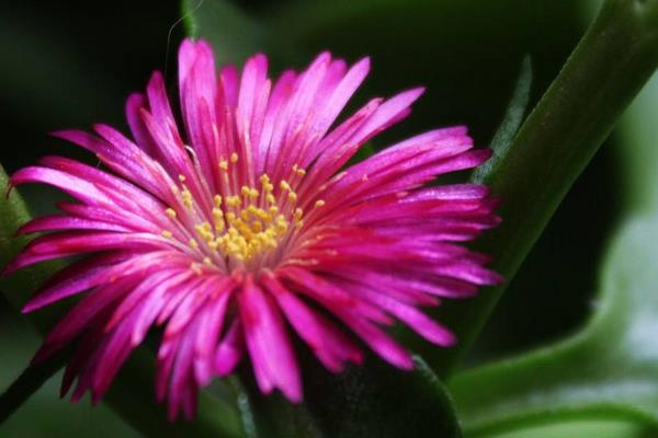 牡丹吊蘭怎么養 牡丹吊蘭養殖方法與注意事項