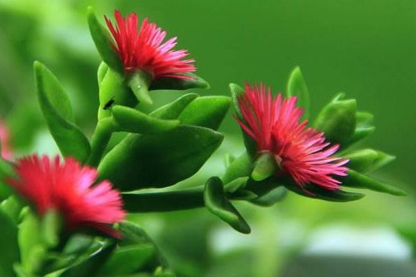 穿心蓮與牡丹吊蘭的區別是什么  牡丹吊蘭和田七有什么區別