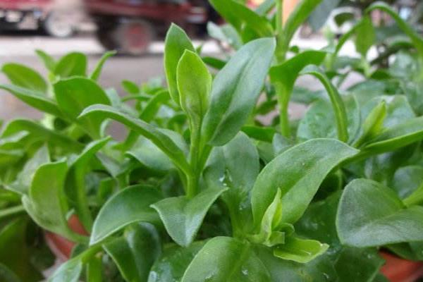 牡丹吊蘭為什么不開花 牡丹吊蘭幾月開花