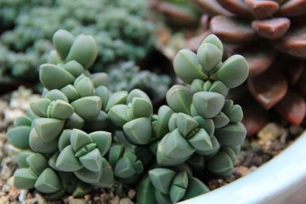 鹿角海棠圖片大全（開花、老樁）  鹿角海棠的養(yǎng)殖方法