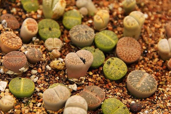 石生花什么時(shí)候開花 生石花徒長(zhǎng)怎么辦