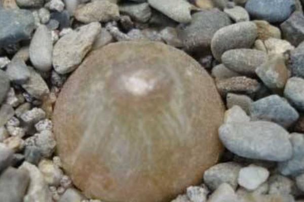 多肉燈泡怎么養 燈泡多肉植物養殖方法與注意事項