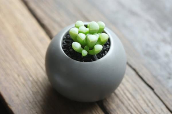 五十鈴玉怎么養成彩色（爆盆） 五十鈴玉多肉養殖方法與注意事項