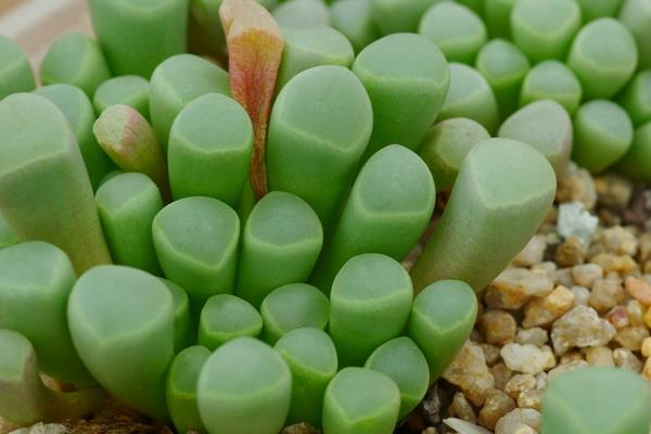 五十鈴玉怎么澆水 五十鈴玉好養嗎