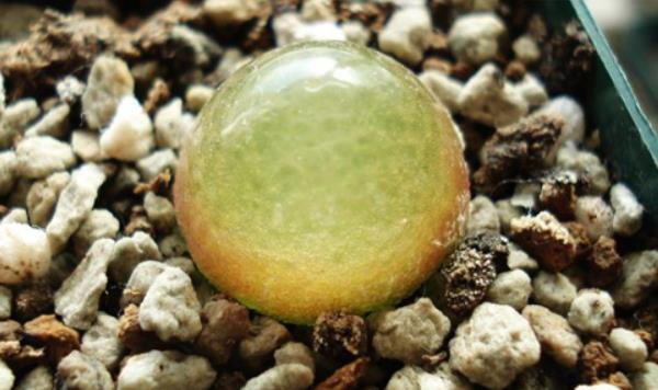 多肉燈泡、拉登、毛漢尼之間的區別是什么 多肉燈泡的繁殖方法