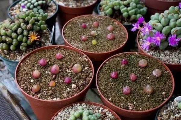 多肉燈泡、拉登、毛漢尼之間的區別是什么 多肉燈泡的繁殖方法