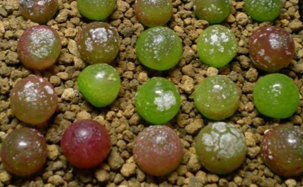 多肉燈泡、拉登、毛漢尼之間的區別是什么 多肉燈泡的繁殖方法