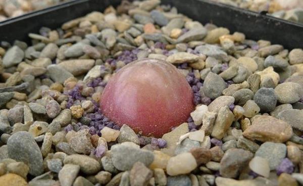 多肉燈泡、拉登、毛漢尼之間的區別是什么 多肉燈泡的繁殖方法