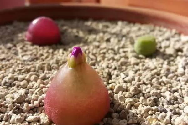 多肉燈泡、拉登、毛漢尼之間的區別是什么 多肉燈泡的繁殖方法