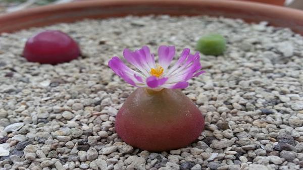 多肉燈泡、拉登、毛漢尼之間的區別是什么 多肉燈泡的繁殖方法