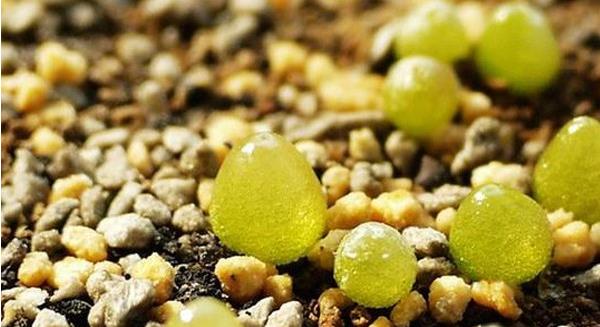 多肉燈泡市場價格多少錢一盆 多肉燈泡的養殖技術