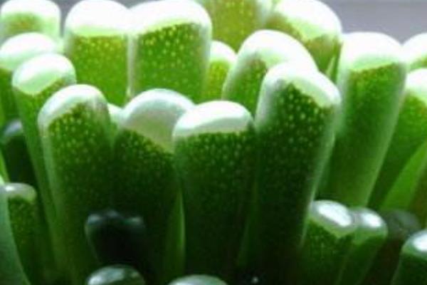 光玉和五十鈴玉的區別是什么  五十鈴玉怎樣養爆盆