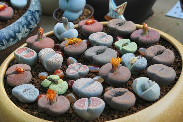 生石花冬天怎么養(yǎng) 生石花夏天注意事項(xiàng)