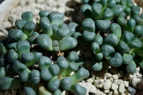 唐扇多肉圖片大全（含老樁、開花） 多肉植物唐扇特點與簡介