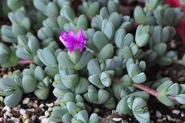 鹿角海棠圖片大全(開花、老樁) 鹿角海棠的養殖方法