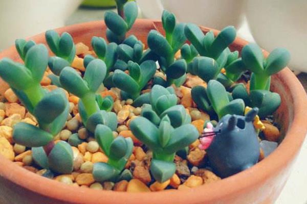 鹿角海棠圖片大全(開花、老樁) 鹿角海棠的養殖方法