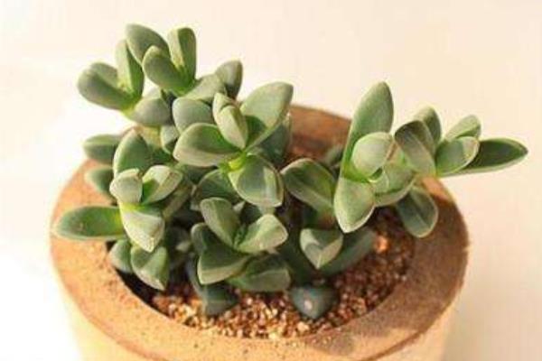 鹿角海棠圖片大全(開花、老樁) 鹿角海棠的養殖方法