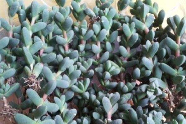 鹿角海棠圖片大全(開花、老樁) 鹿角海棠的養殖方法