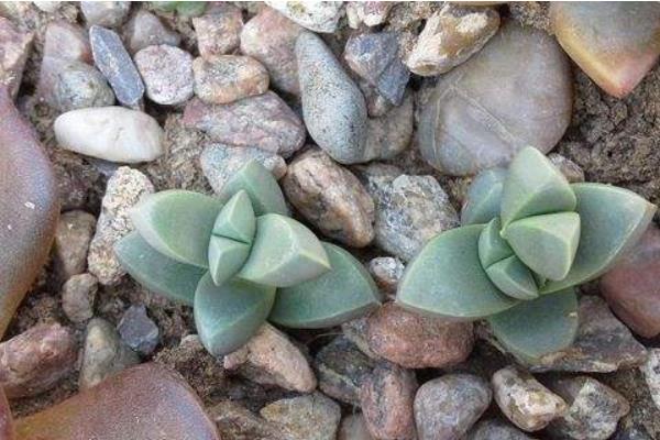 鹿角海棠圖片大全(開花、老樁) 鹿角海棠的養殖方法