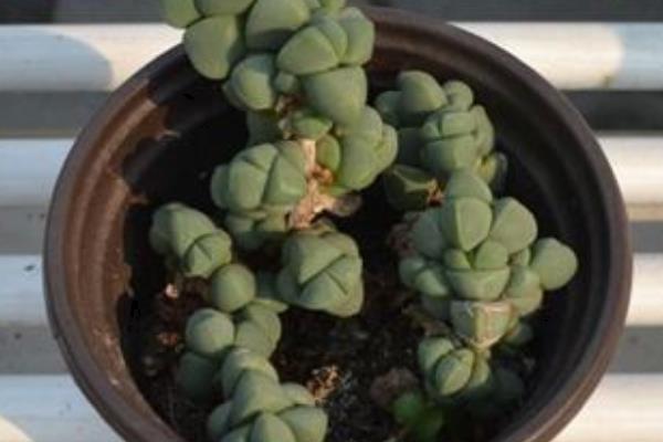 鹿角海棠圖片大全(開花、老樁) 鹿角海棠的養殖方法