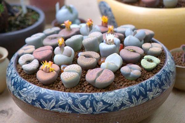 生石花移盆換盆注意事項(xiàng) 生石花怎么澆水