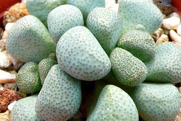 唐扇多肉圖片大全（含老樁、開花） 多肉植物唐扇特點與簡介