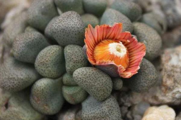 唐扇多肉圖片大全（含老樁、開花） 多肉植物唐扇特點與簡介