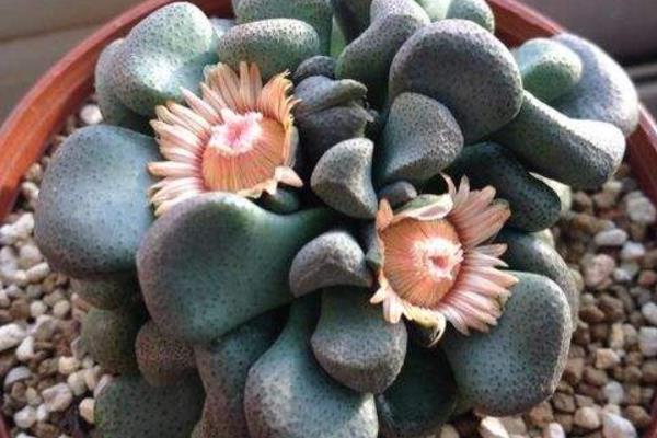 唐扇多肉圖片大全（含老樁、開花） 多肉植物唐扇特點與簡介