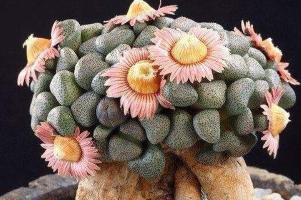 唐扇多肉圖片大全（含老樁、開花） 多肉植物唐扇特點與簡介