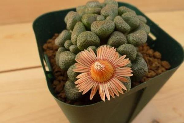 唐扇多肉圖片大全（含老樁、開花） 多肉植物唐扇特點與簡介