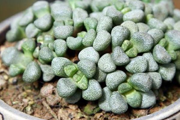 唐扇多肉圖片大全（含老樁、開花） 多肉植物唐扇特點與簡介