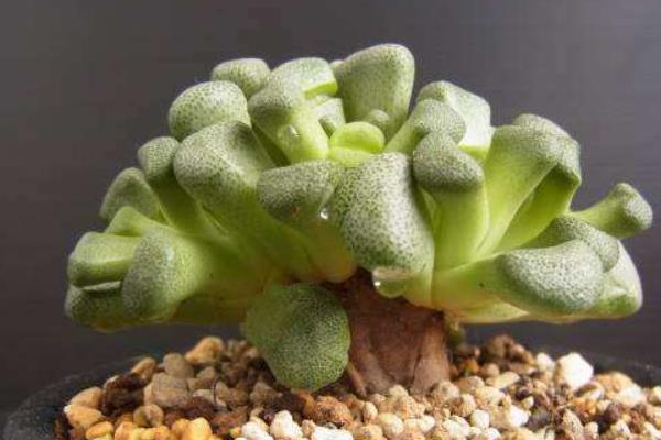 唐扇多肉圖片大全（含老樁、開花） 多肉植物唐扇特點與簡介