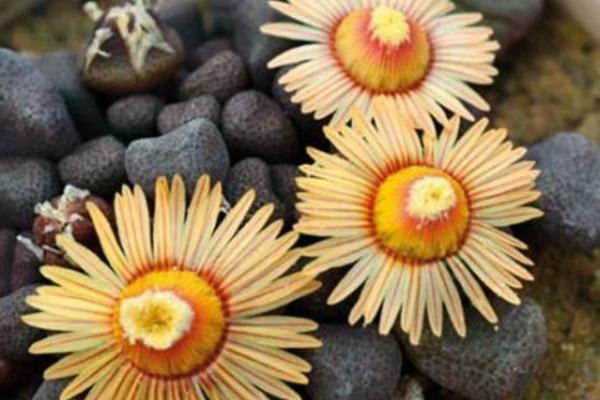 唐扇多肉圖片大全（含老樁、開花） 多肉植物唐扇特點與簡介