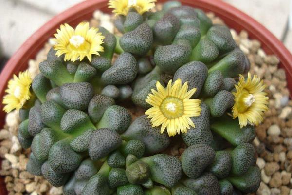 唐扇多肉圖片大全（含老樁、開花） 多肉植物唐扇特點與簡介