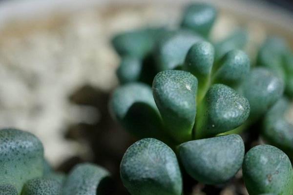 唐扇多肉圖片大全（含老樁、開花） 多肉植物唐扇特點與簡介