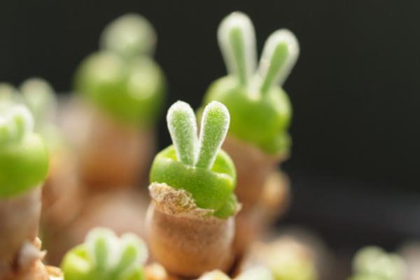 碧光環怎么種 碧光環多肉養殖方法與注意事項