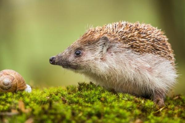 刺猬冬眠嗎 刺猬的生活習性